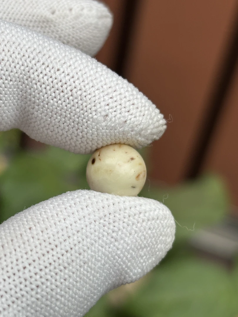 5642天然蜜蜡琥珀圆珠10.7mm