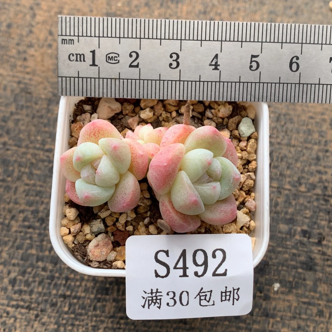 492圆滚滚双头带崽冠服4.5