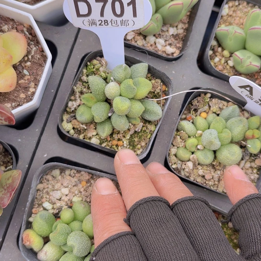 D701水泡一物一拍