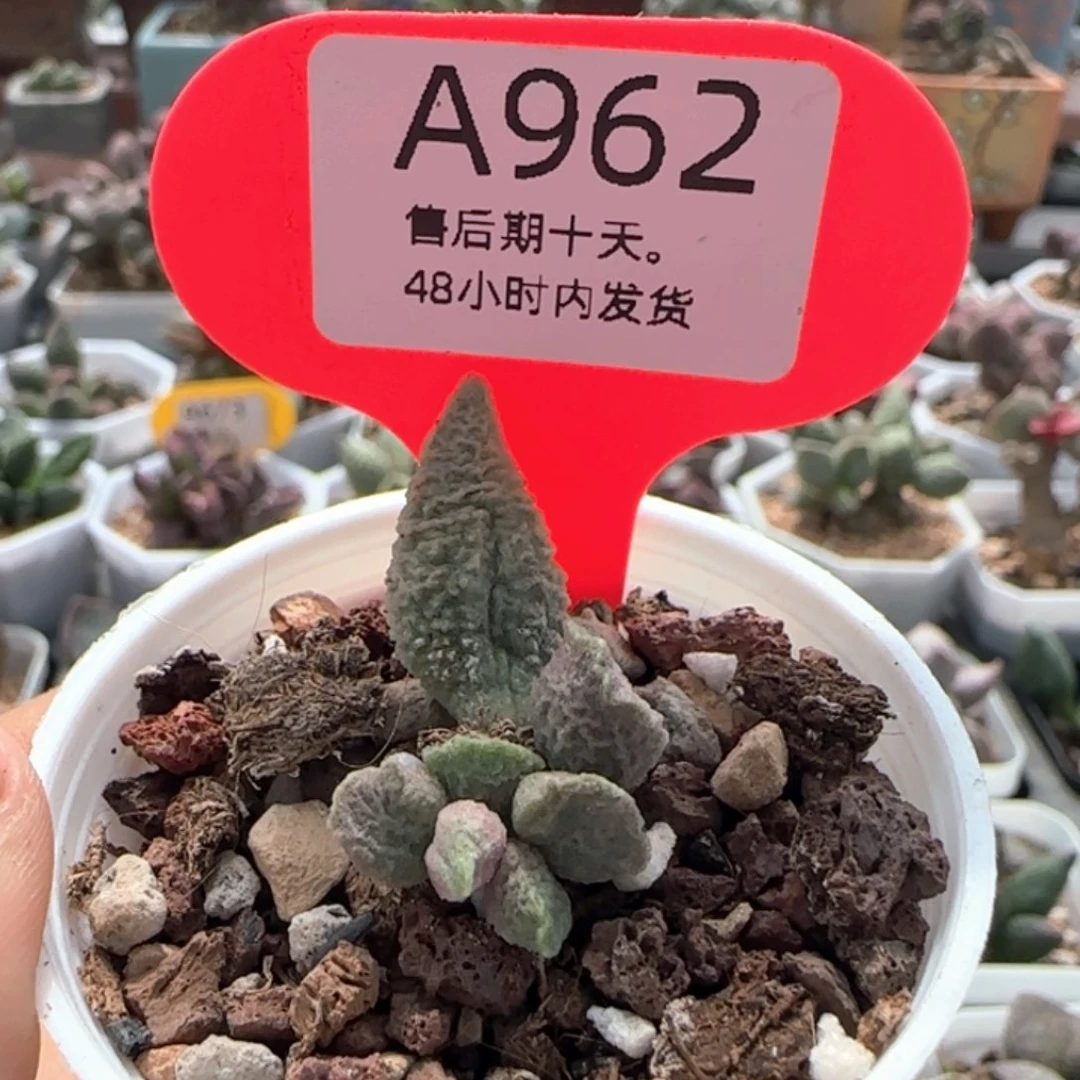 福利。   962。