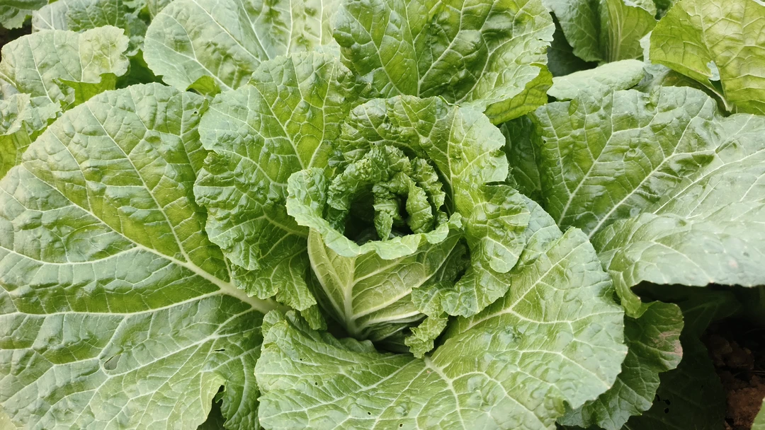 蔬菜 3- 4 斤 拼单链接