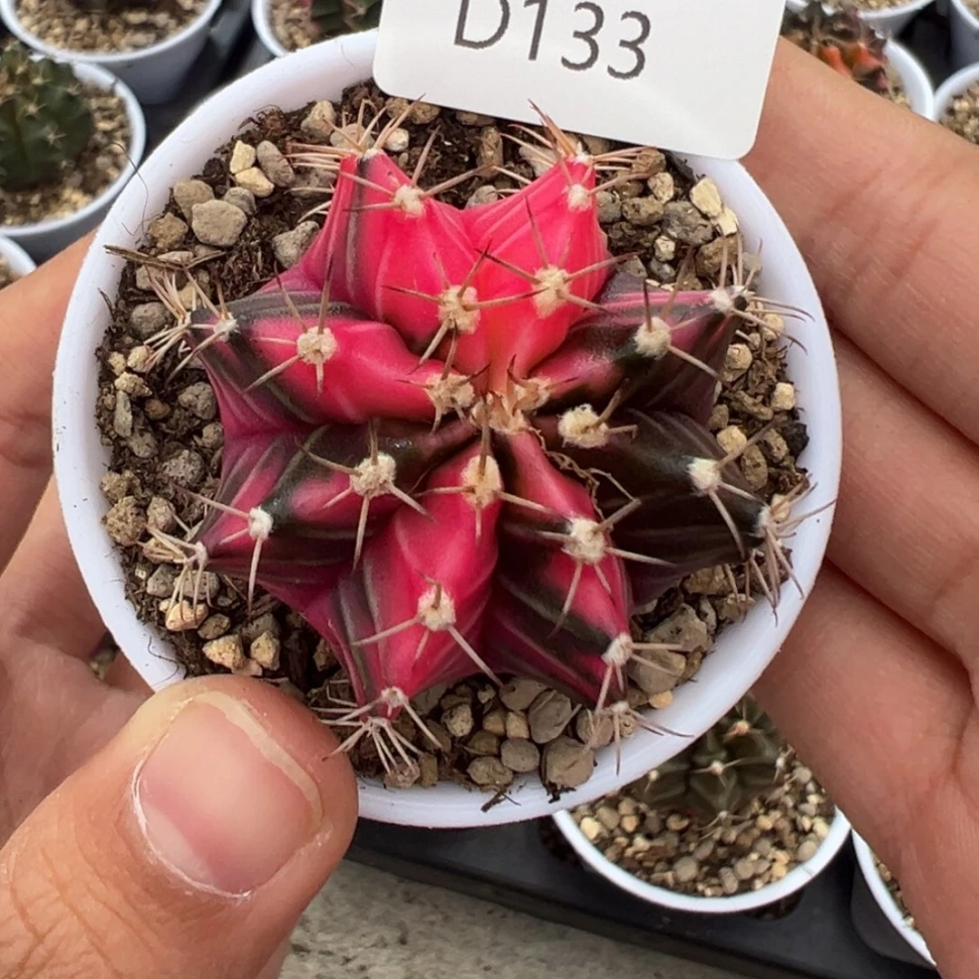 132 好看的米哈冲冲冲