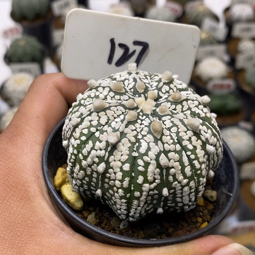 127福利特价咯啦了