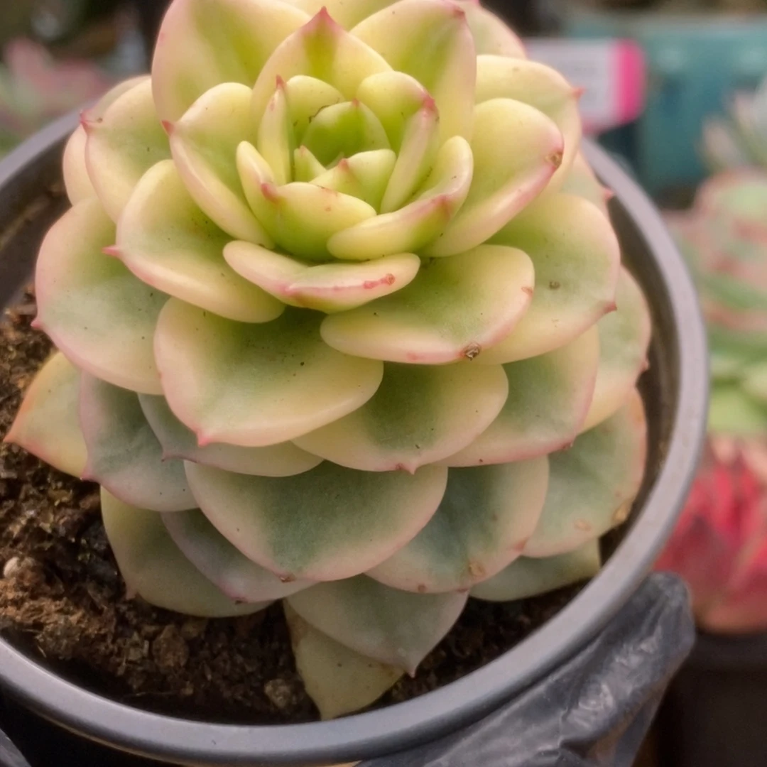 191蜡牡丹锦锦锦锦锦锦锦