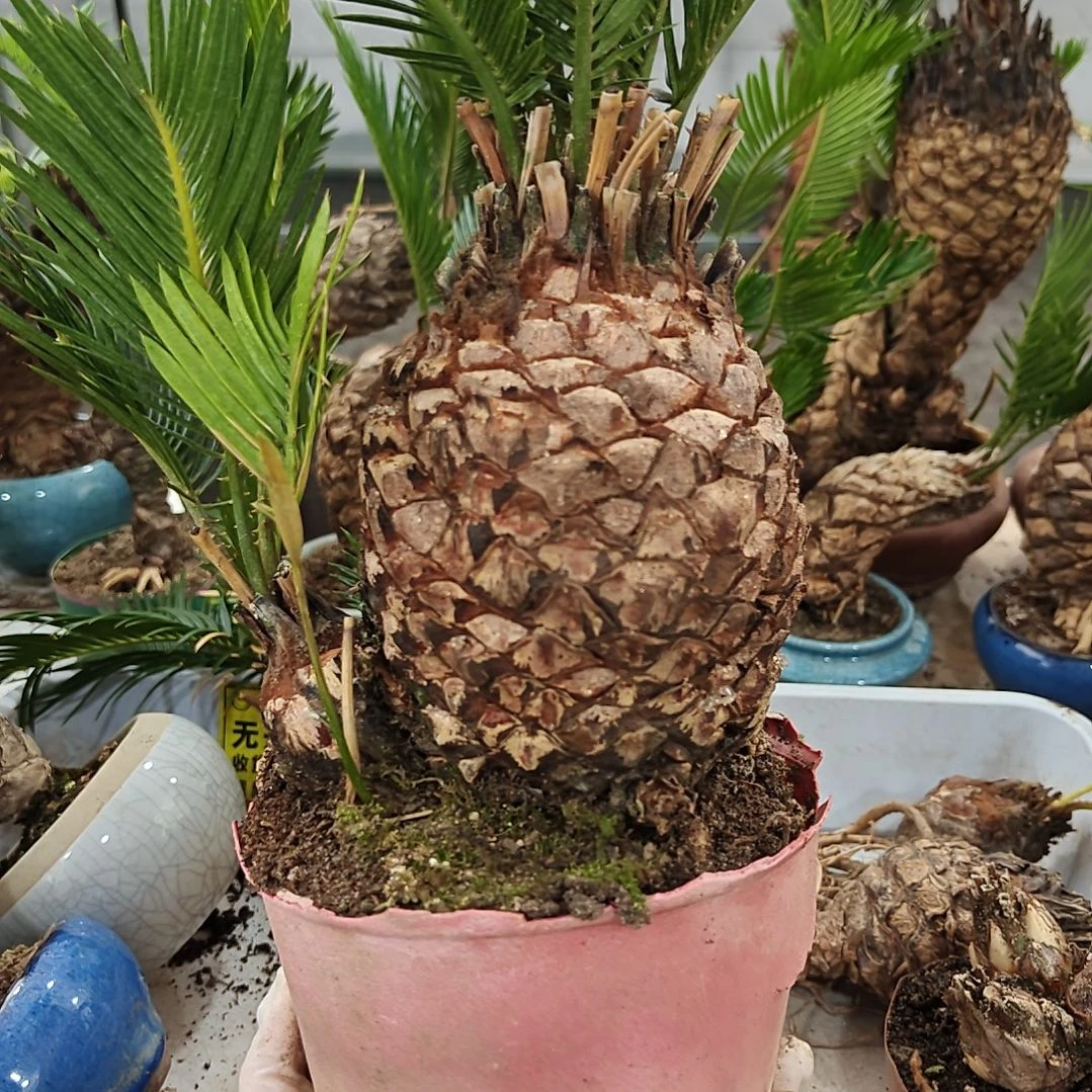 用***8无花朵白鳞铁盆景基地