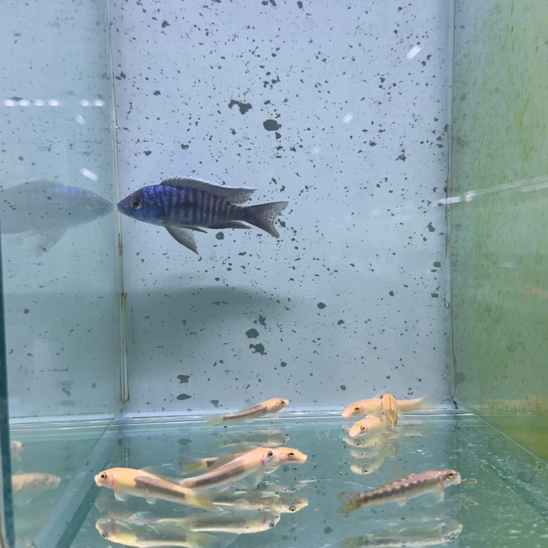 烫***果慈鲷金属蓝1171。