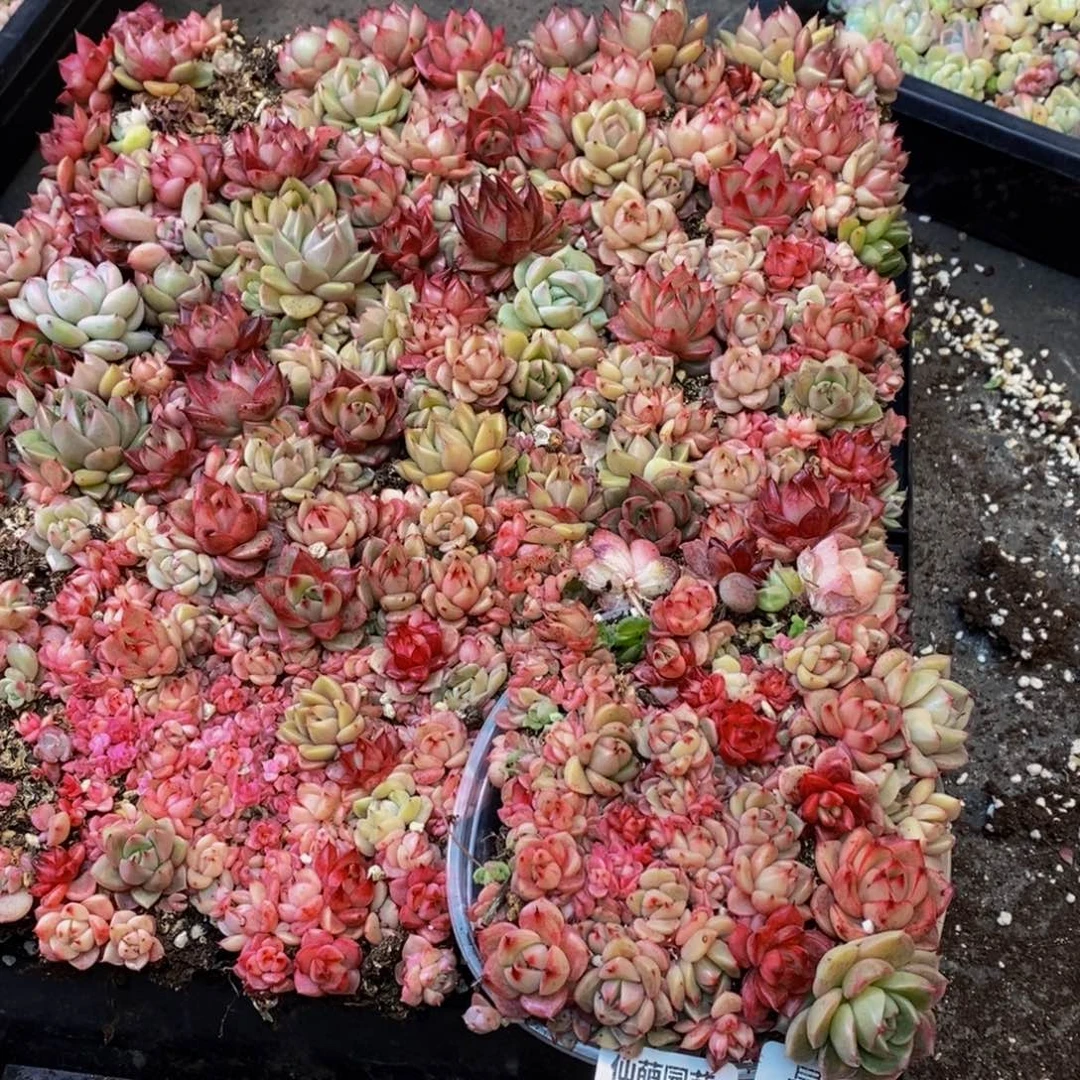 272的人都在一起量拍一盒