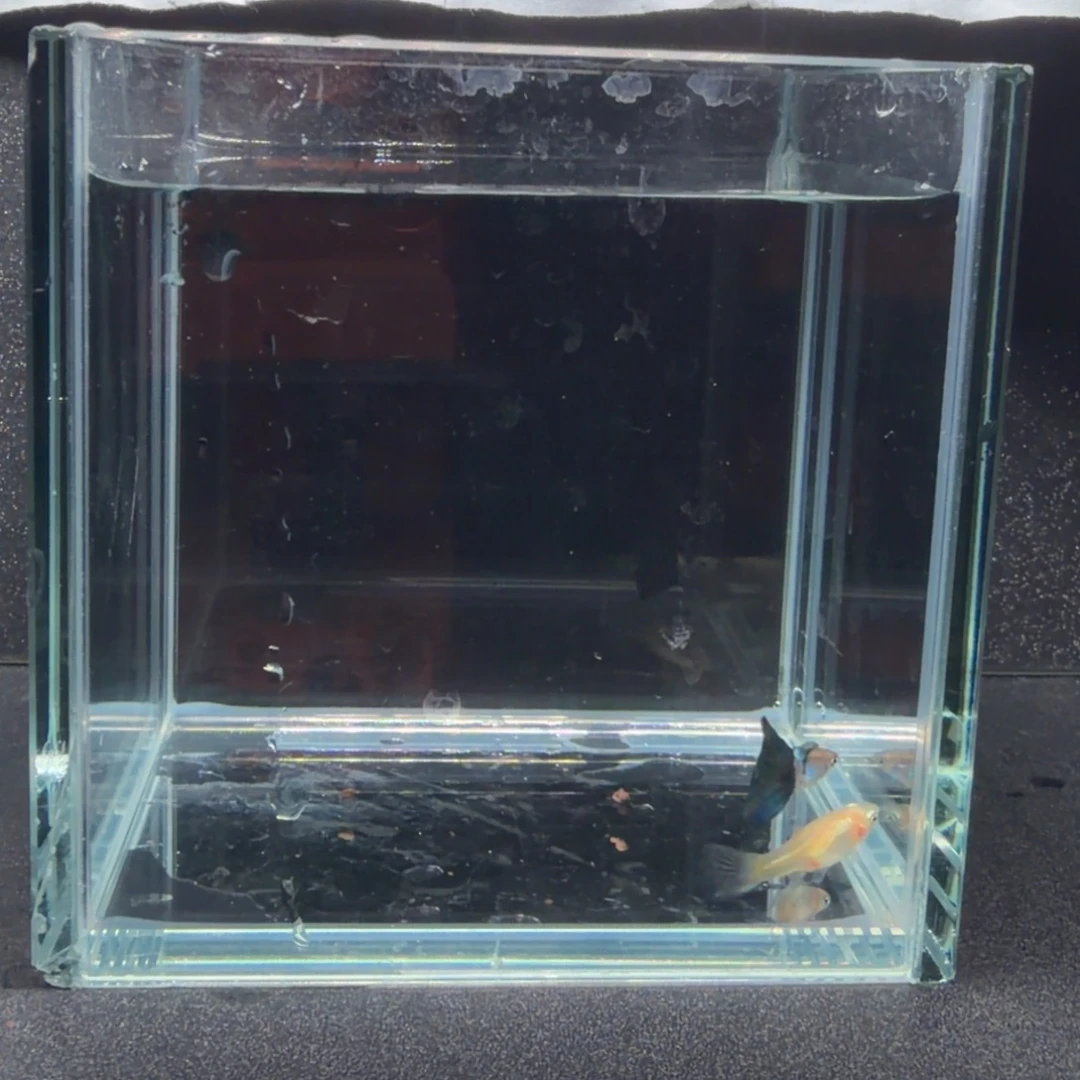 孔雀鱼辛加蓝孔雀鱼1