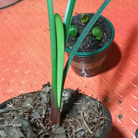 君子兰小苗君子兰小苗