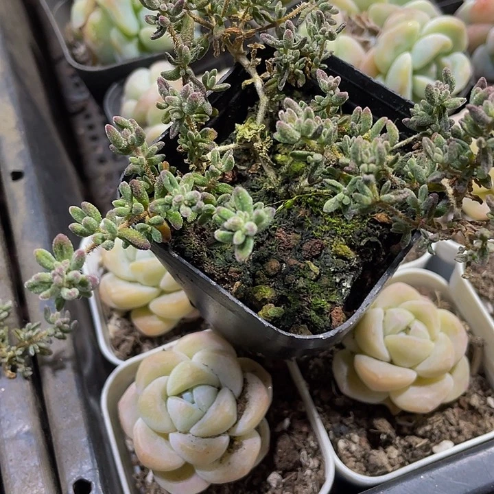 红宝石枝干4.8带盆