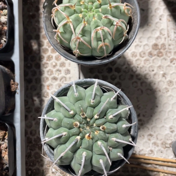 未**远实生带哦发两颗