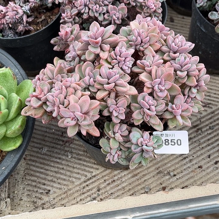 阿雅园艺。        850紫心