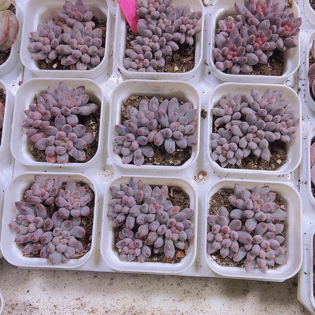 蓝舌香水群19包邮多肉