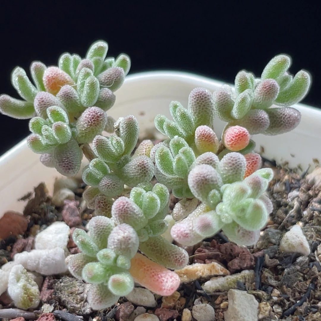 精选枝干群一物一拍～3