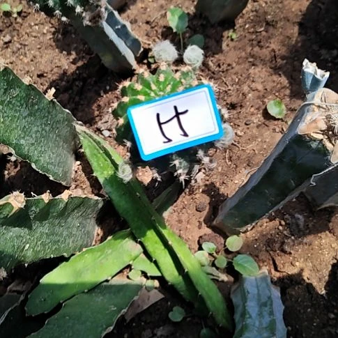 许***灯绿姬龙神木嫁接补差55