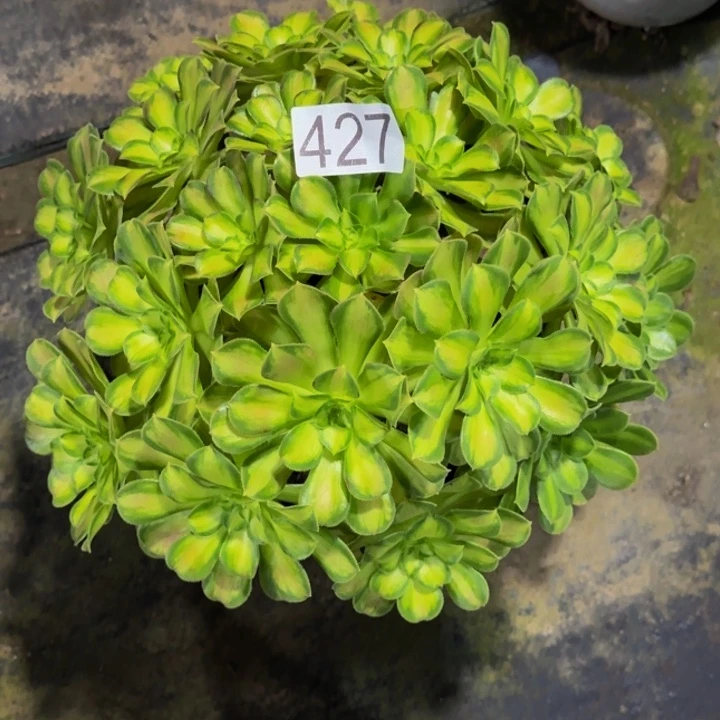 00000000000427韶华