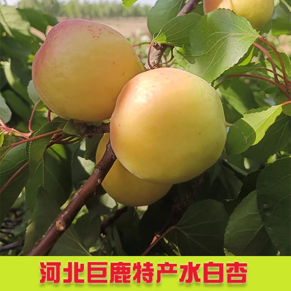 【顺丰包邮】河北巨鹿特产水白杏新鲜甜杏无酸现摘