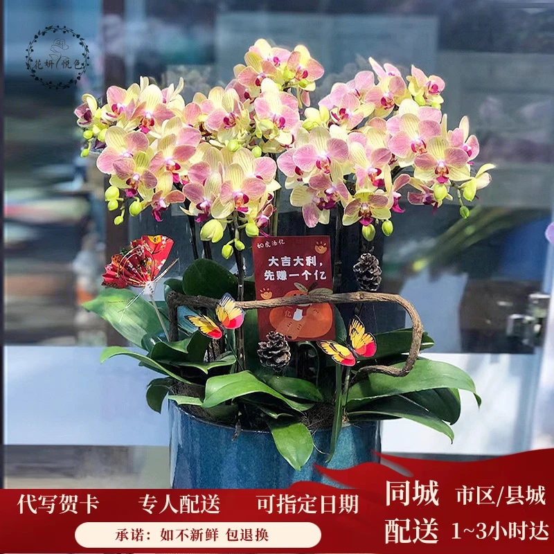 蝴蝶兰盆栽鲜花速递全国同城配送探望乔迁花卉北京广州上海杭州店
