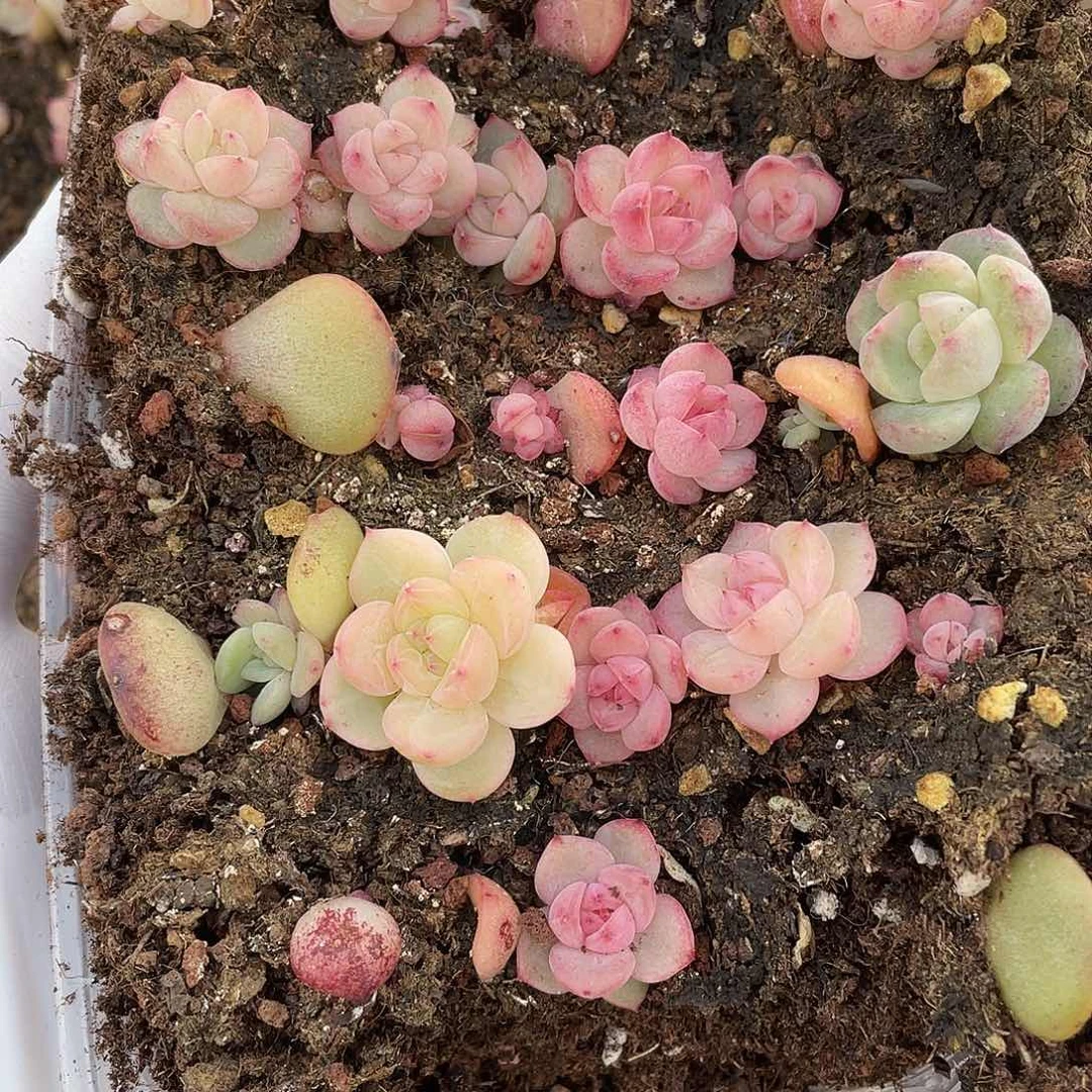 堇钻石混一物一拍214