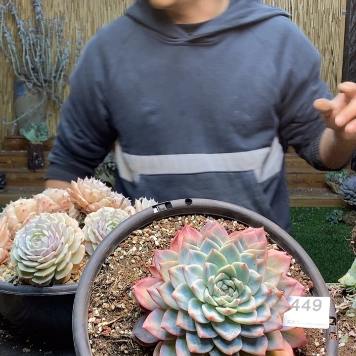 房***事452号千代田多肉植物