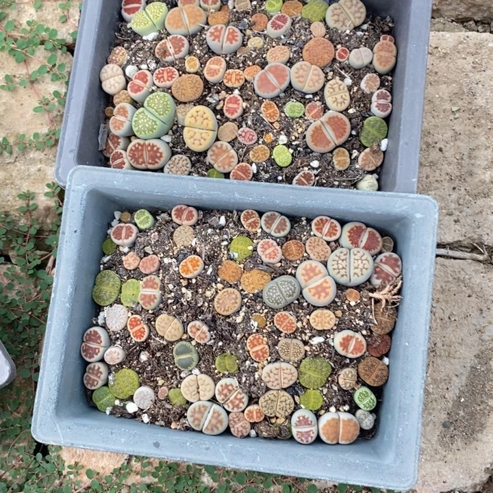 婷***0生石花等植物的生长245