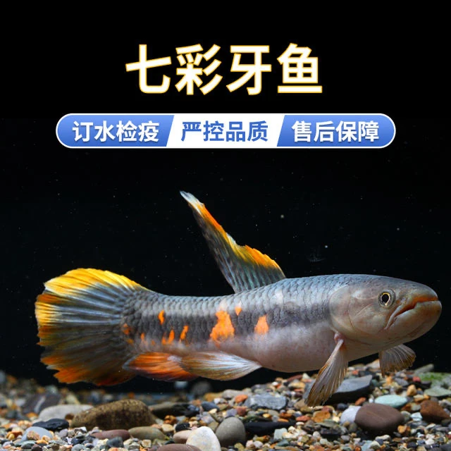 七彩牙鱼活体橙腹牙鱼南美奥黑牙鱼枯木牙鱼加拉辛肉食性猛鱼