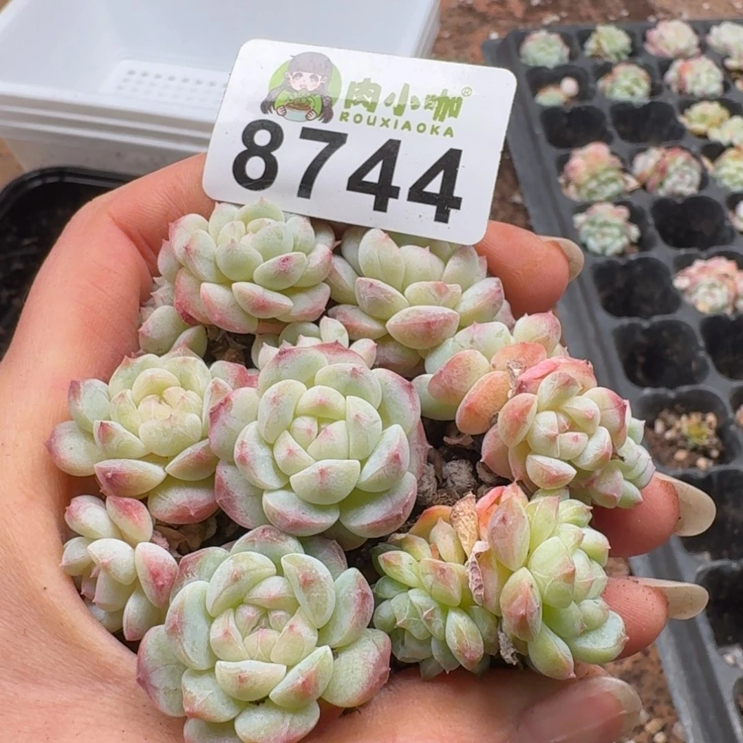 多肉植物多肉植物