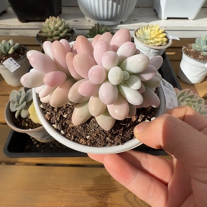 汤圆群1111114-181