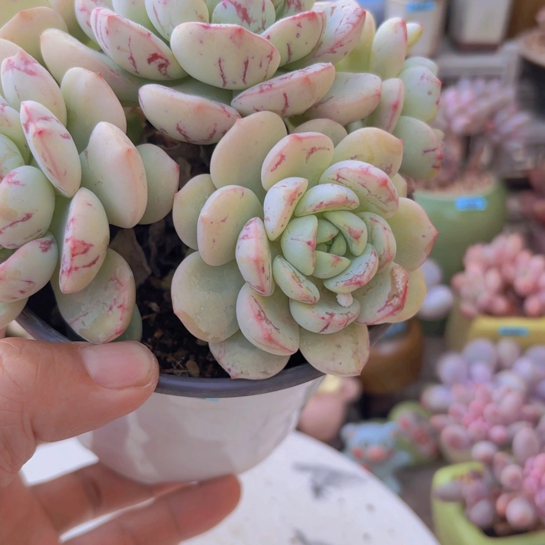 @***心一物一拍编号758