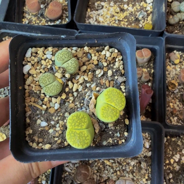 特****?多肉植物的生长15