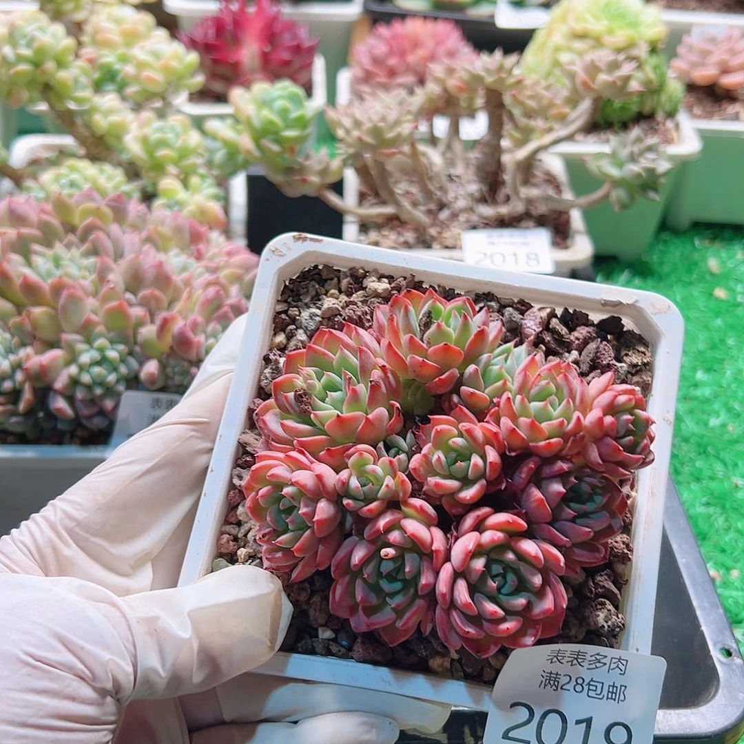 多肉一物一拍植物2019