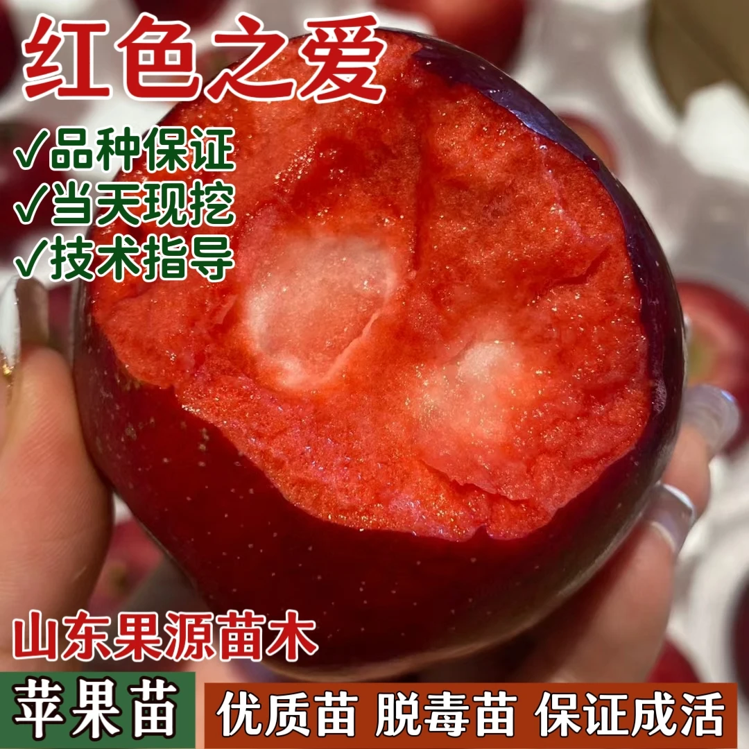 红色之爱苹果苗嫁接红心红肉苹果树苗南方北方种植地栽当年结果
