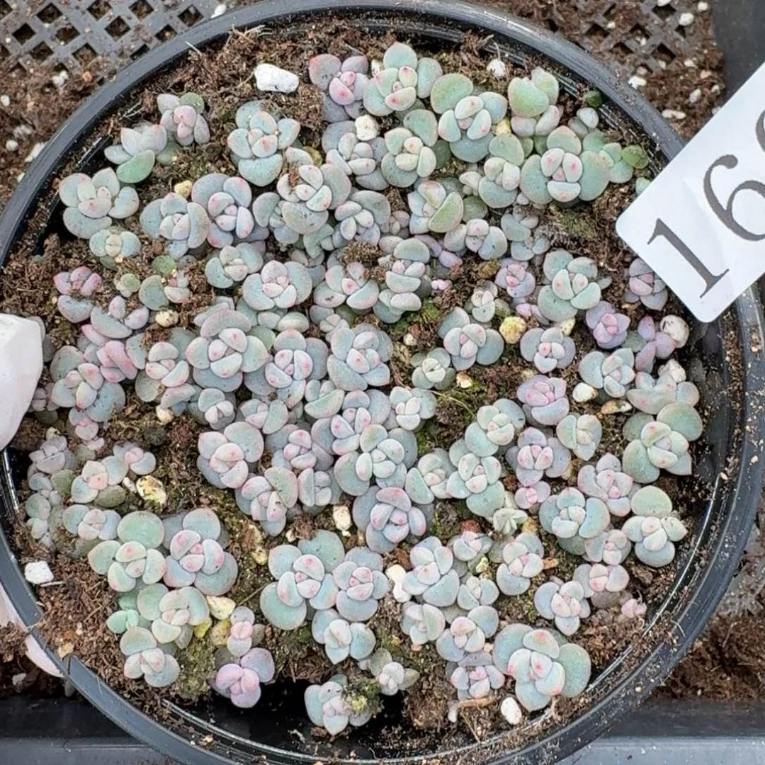 多肉植物多肉植物160