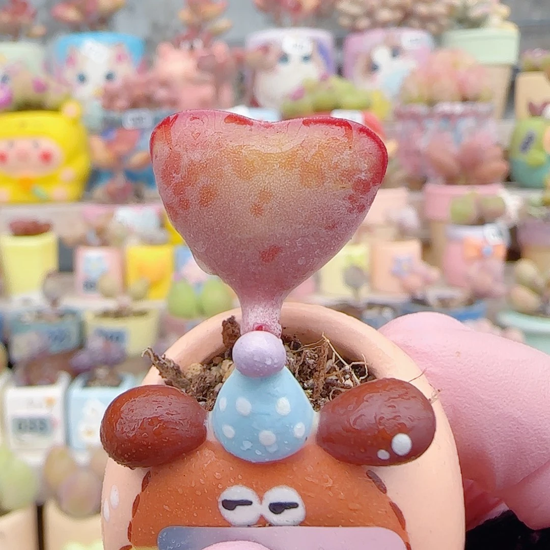 L 小爱心水泡 盆口2.5cm