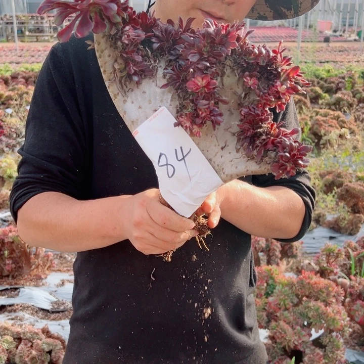 丽娜醉话84号多肉法师