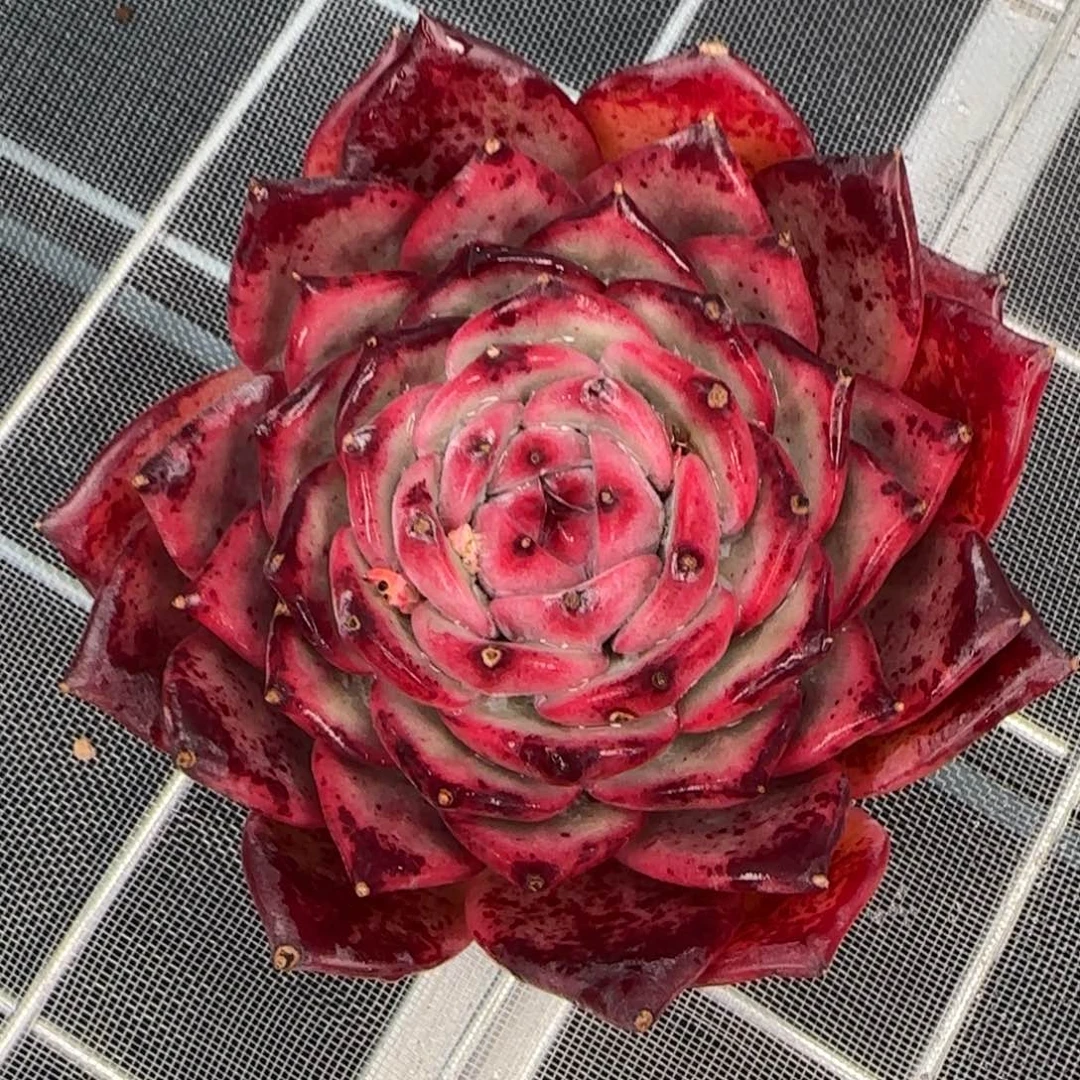 从前慢花园精选多肉红拉糖