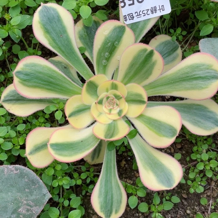 258王妃多肉1234578