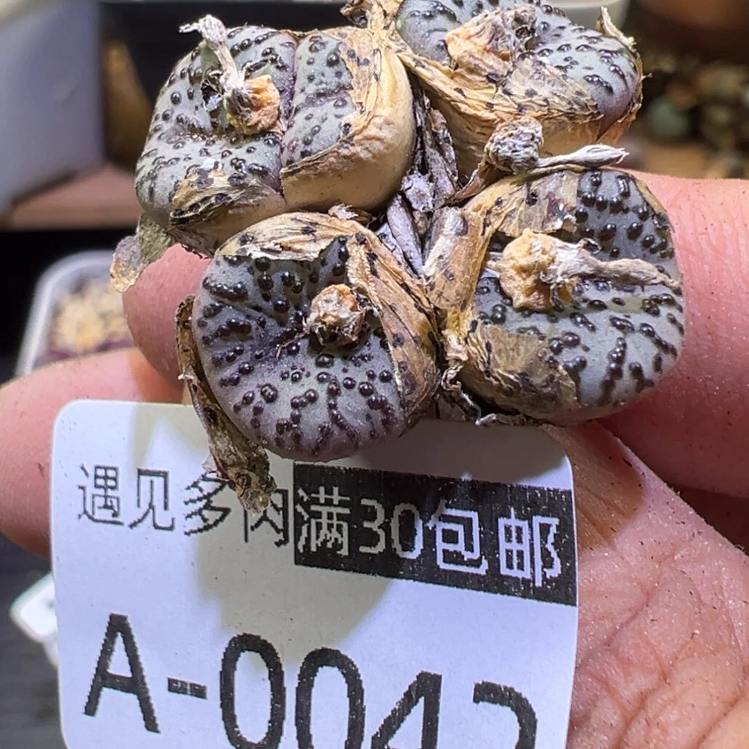 多肉植物111111111111