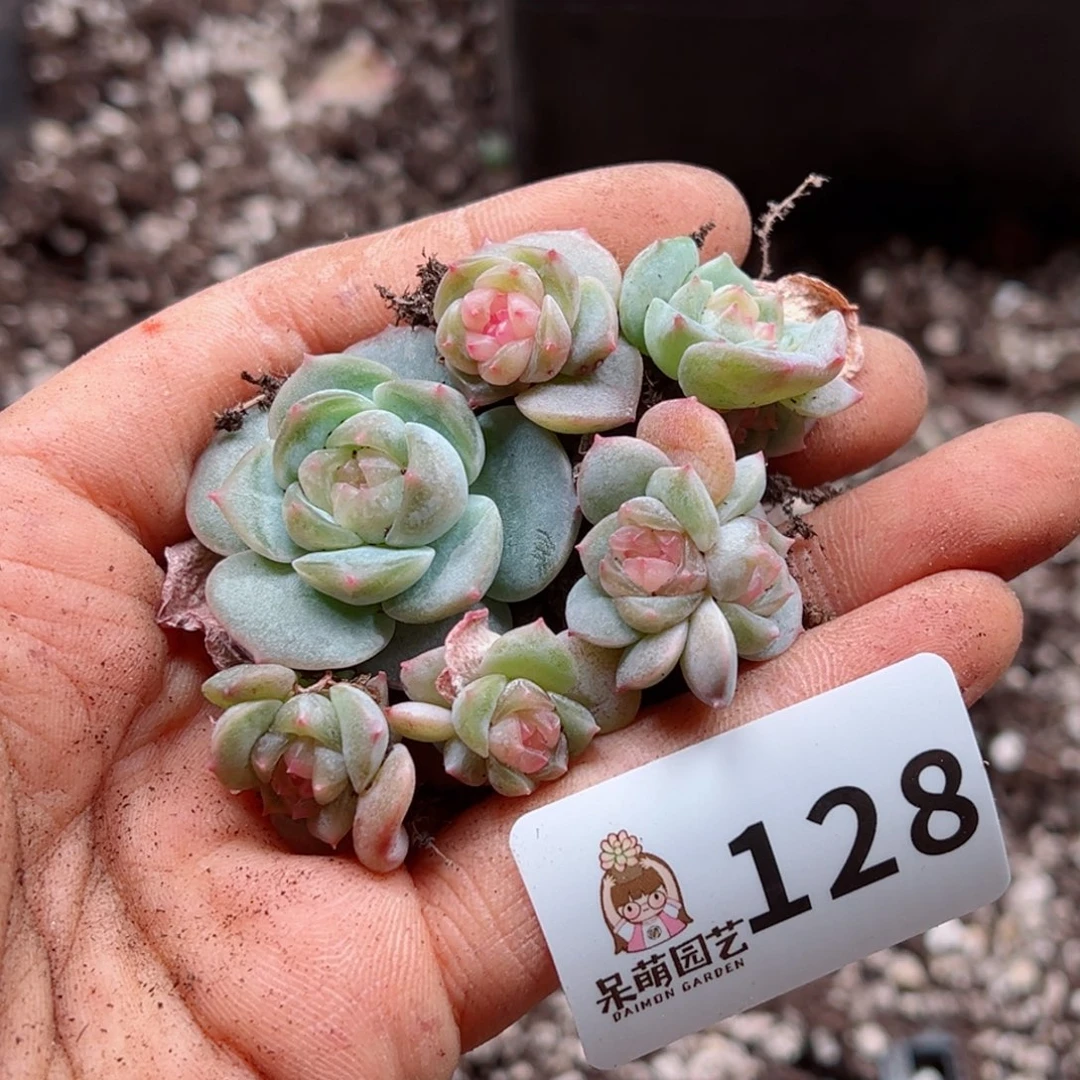 ?*?多肉植物多肉植物