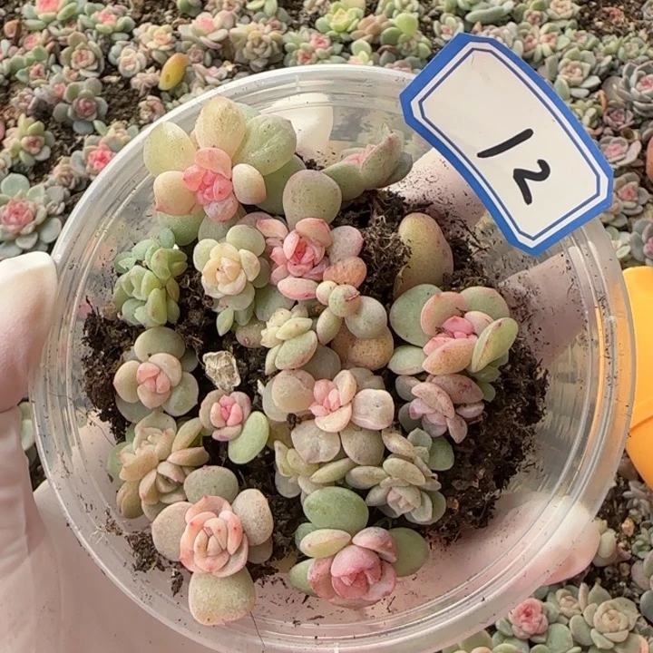 绝绝子多肉植物一盒12