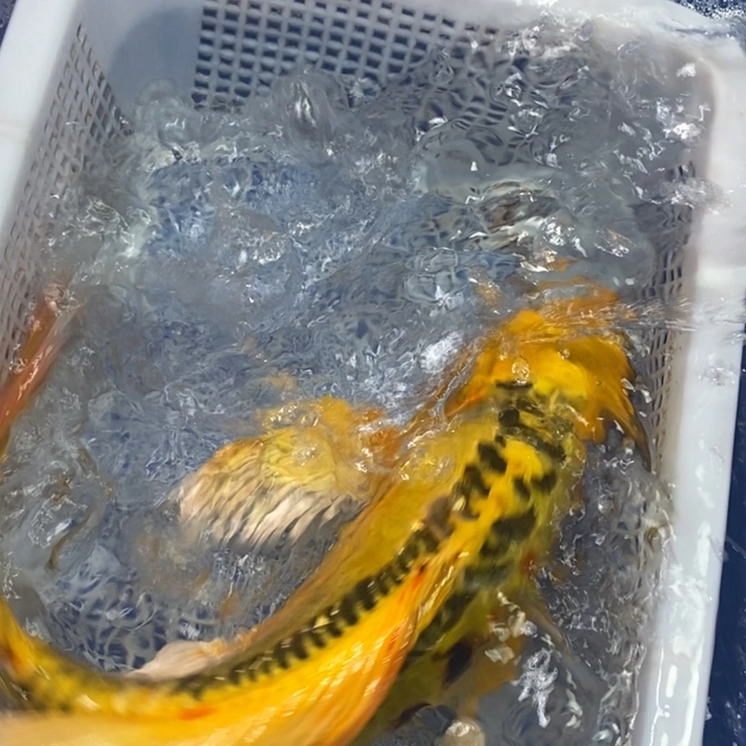 锦鲤冷水锦鲤包邮