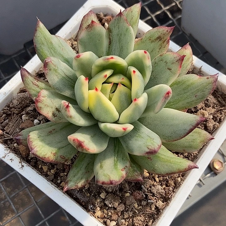 不知名东云锦多肉