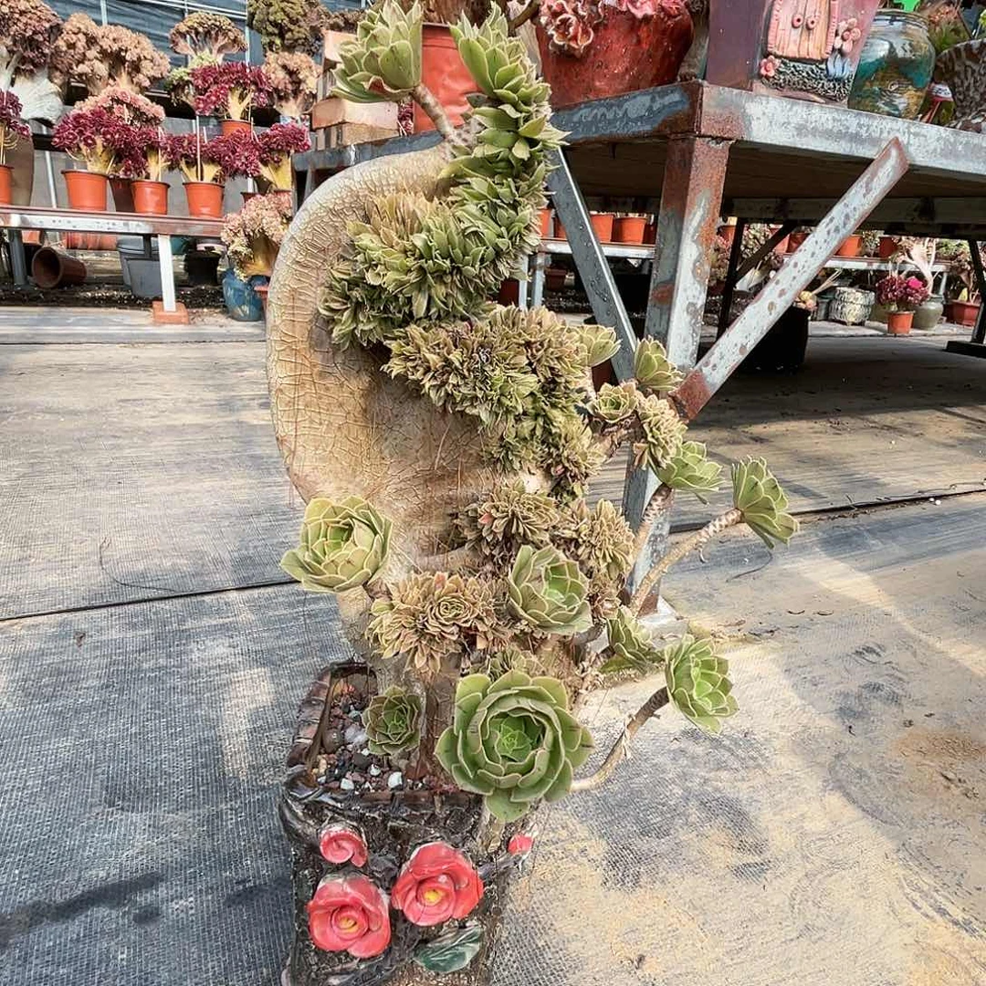 【闪购商品】无花朵原始绿