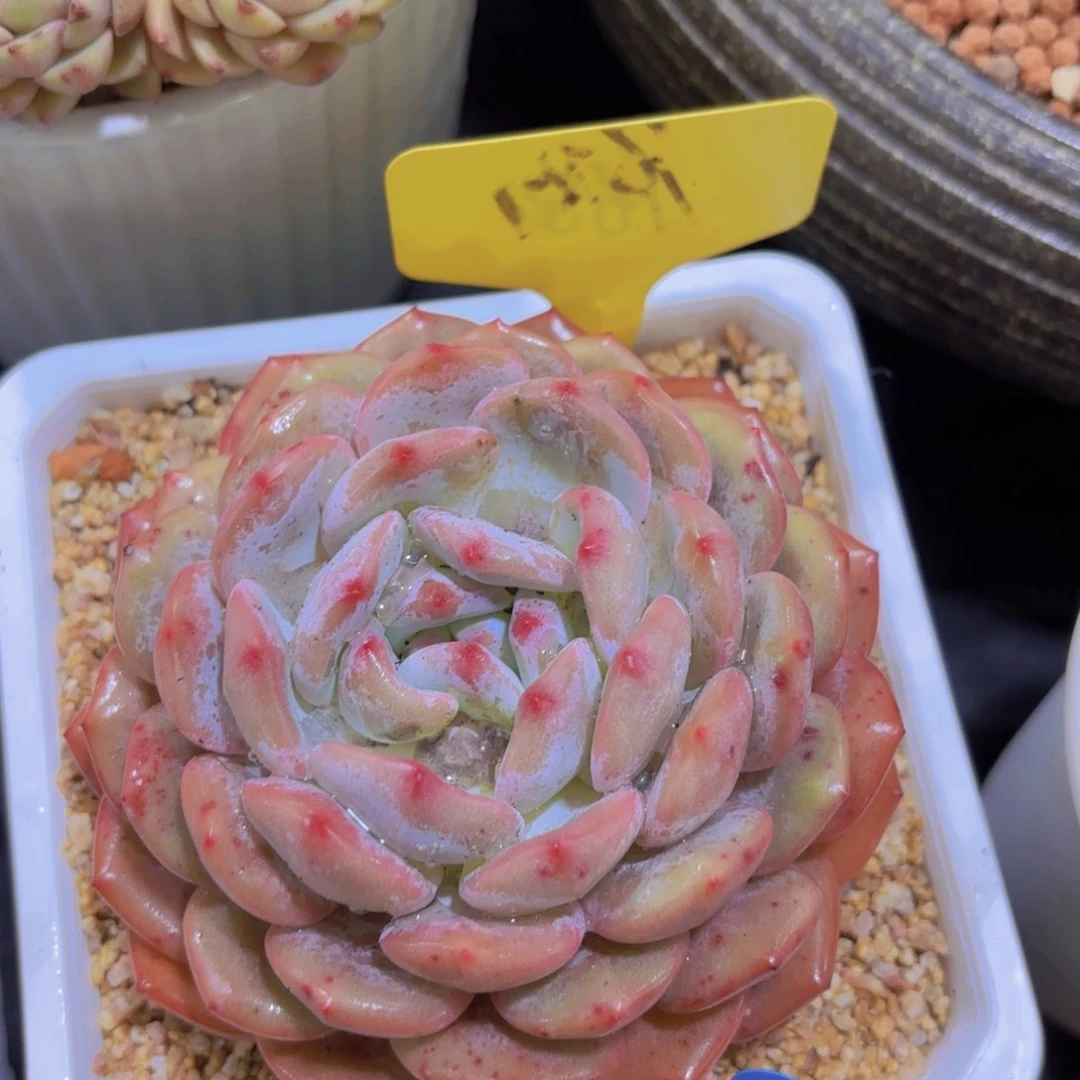 工***姐我的小可爱们都好可爱