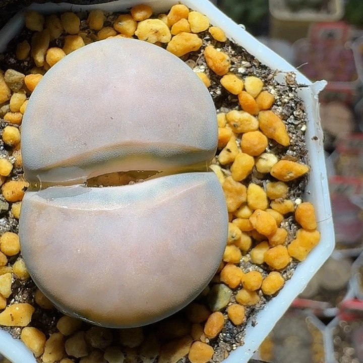 生石花2:：：。在。 83号。  3.0左右