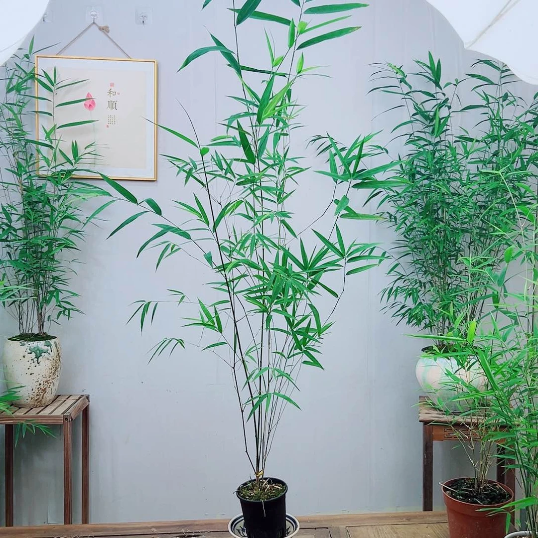 不开花植物内门竹