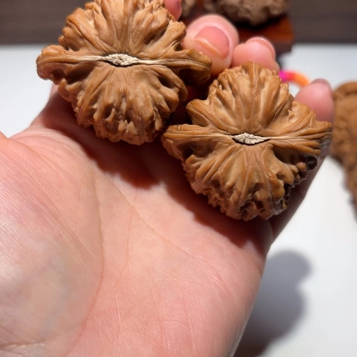 随***缘核桃46尺寸白狮子
