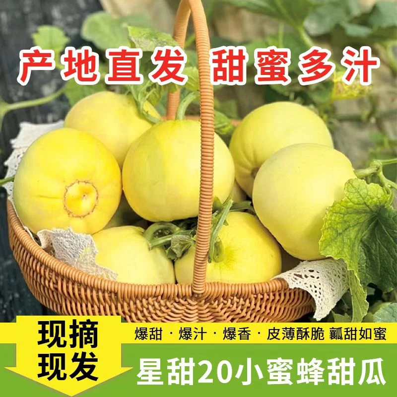 【顺丰】沂蒙山头茬小蜜蜂甜瓜星甜20甜瓜蜜罐甜瓜脆嫩绵密特别香