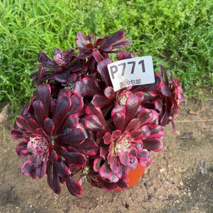 瑞妈多肉植物771，