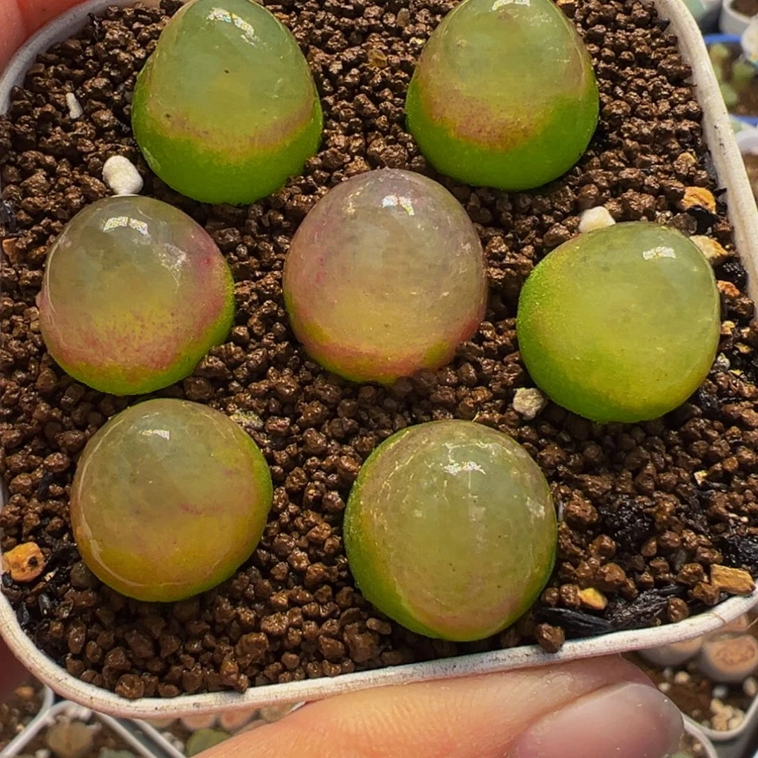 452多肉植物种类多样